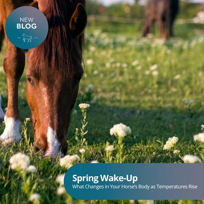 Lente: Wat verandert er in het lichaam van je paard?