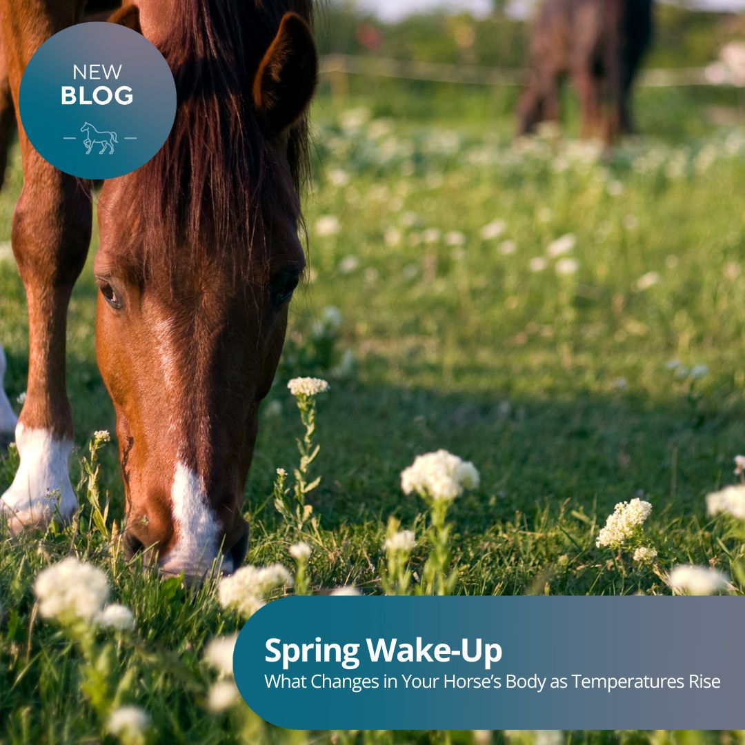 Lente: Wat verandert er in het lichaam van je paard?