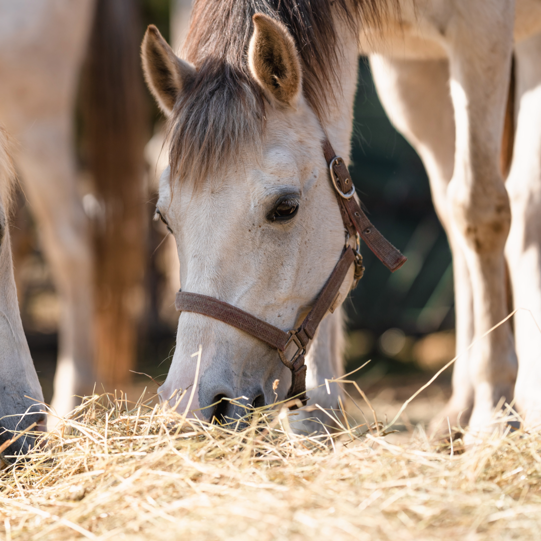 Voerkeuzes voor je paard: de basis op een rij