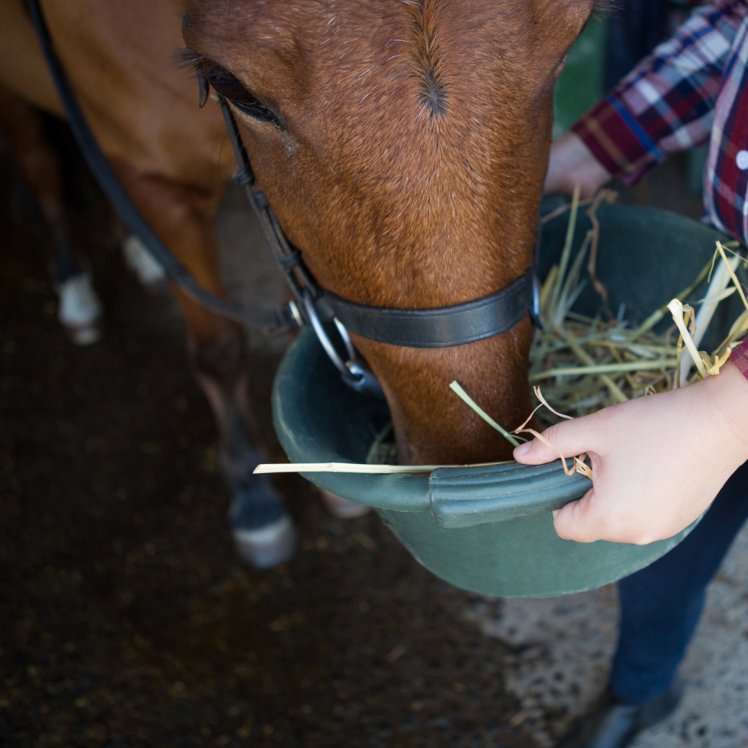 Daily Horse Care Checklist: What Every Owner Should Know – EquiElite by ...