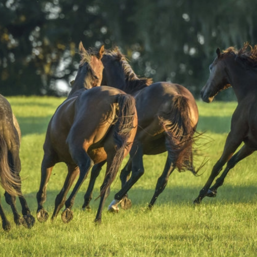 Tekenen van stress bij paarden: herken de signalen