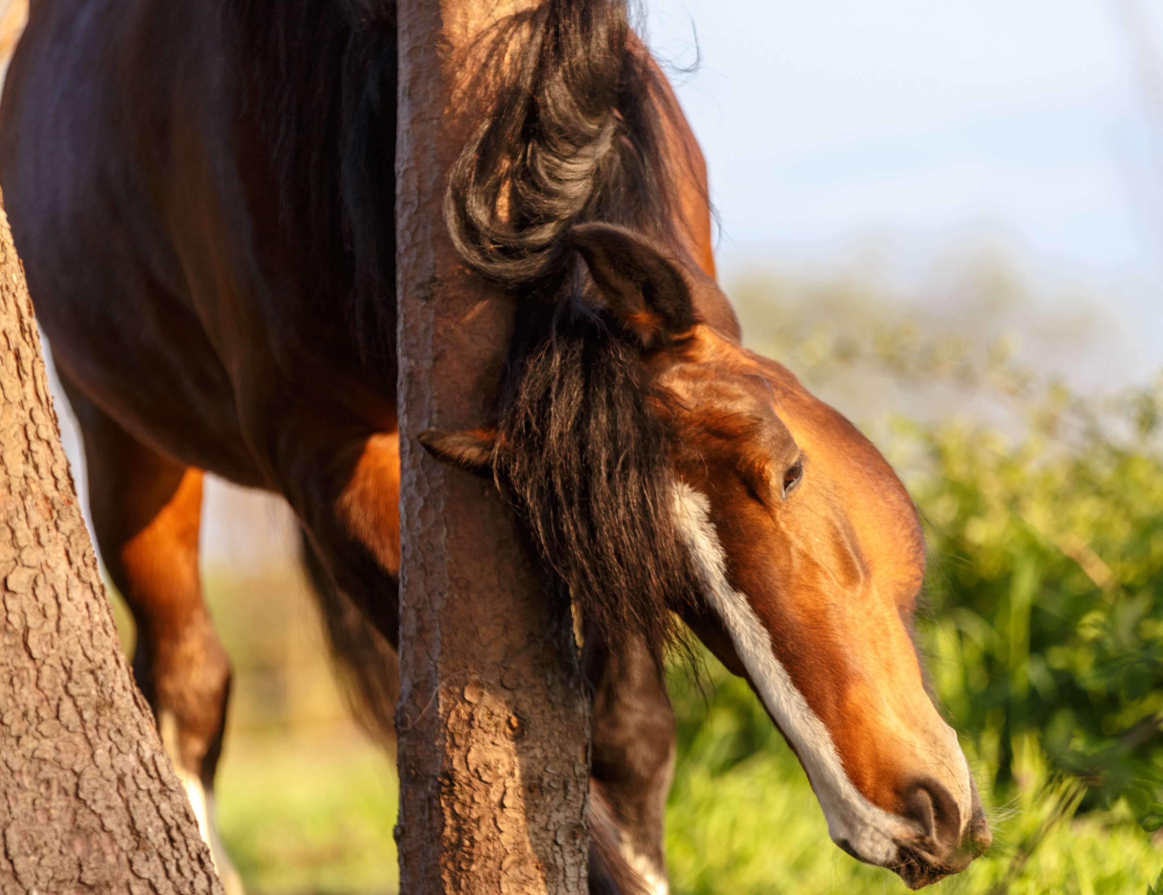Zomereczeem bij paarden: van irritante jeuk tot serieuze uitdaging