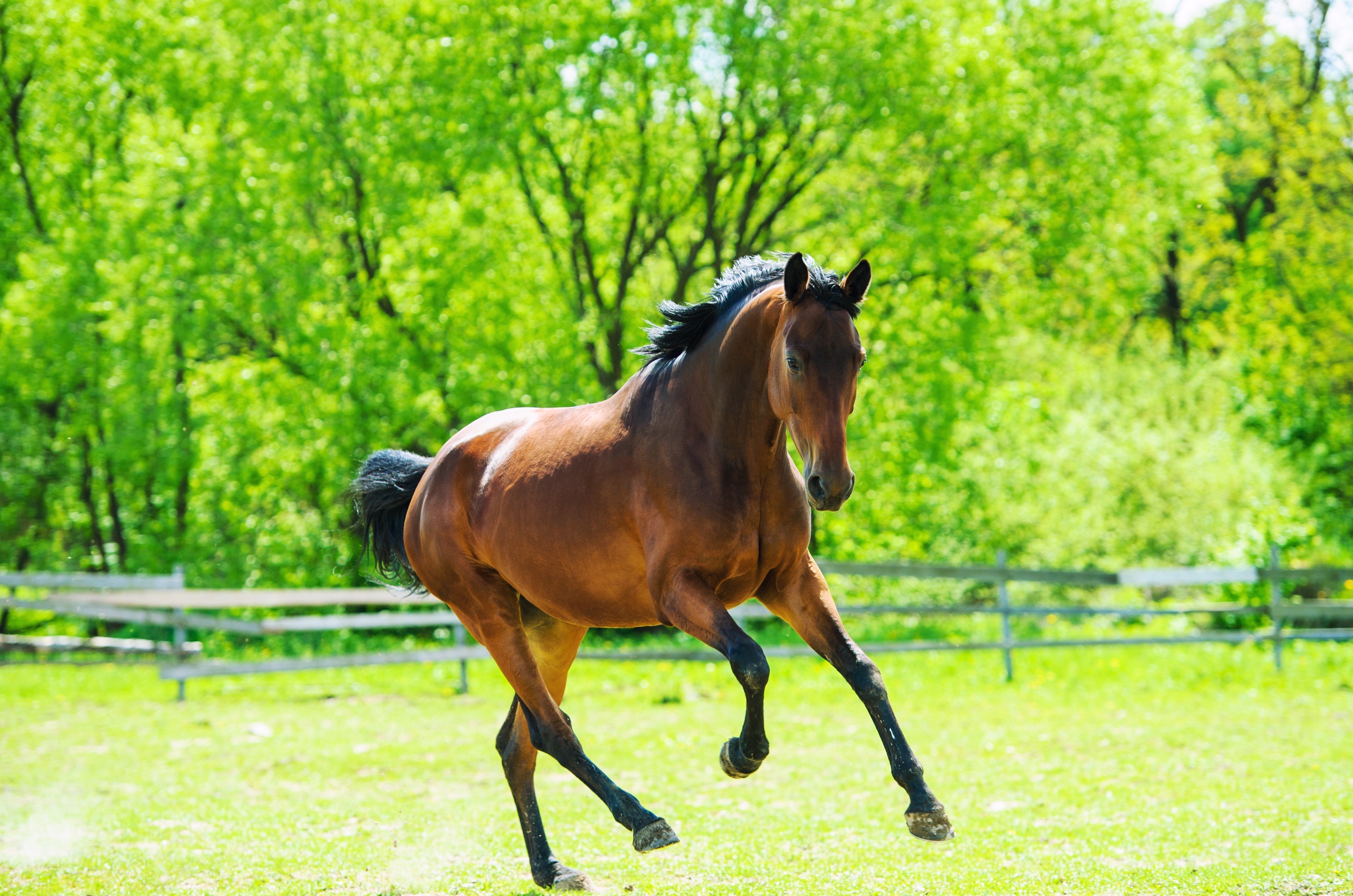 Warm weer en paarden: 5 tips