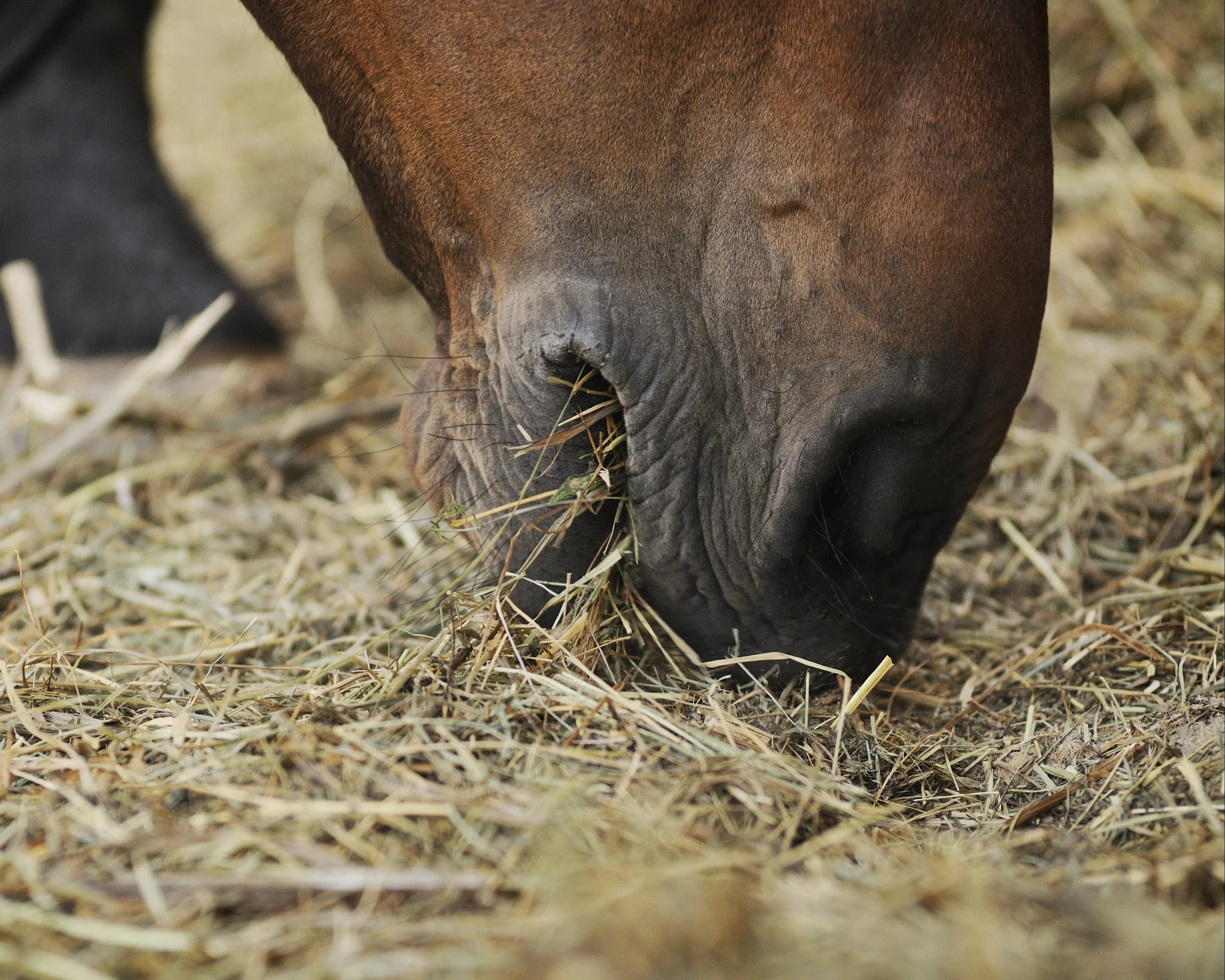 Zo krijgt u de spijsverterings problemen van uw paard onder controle