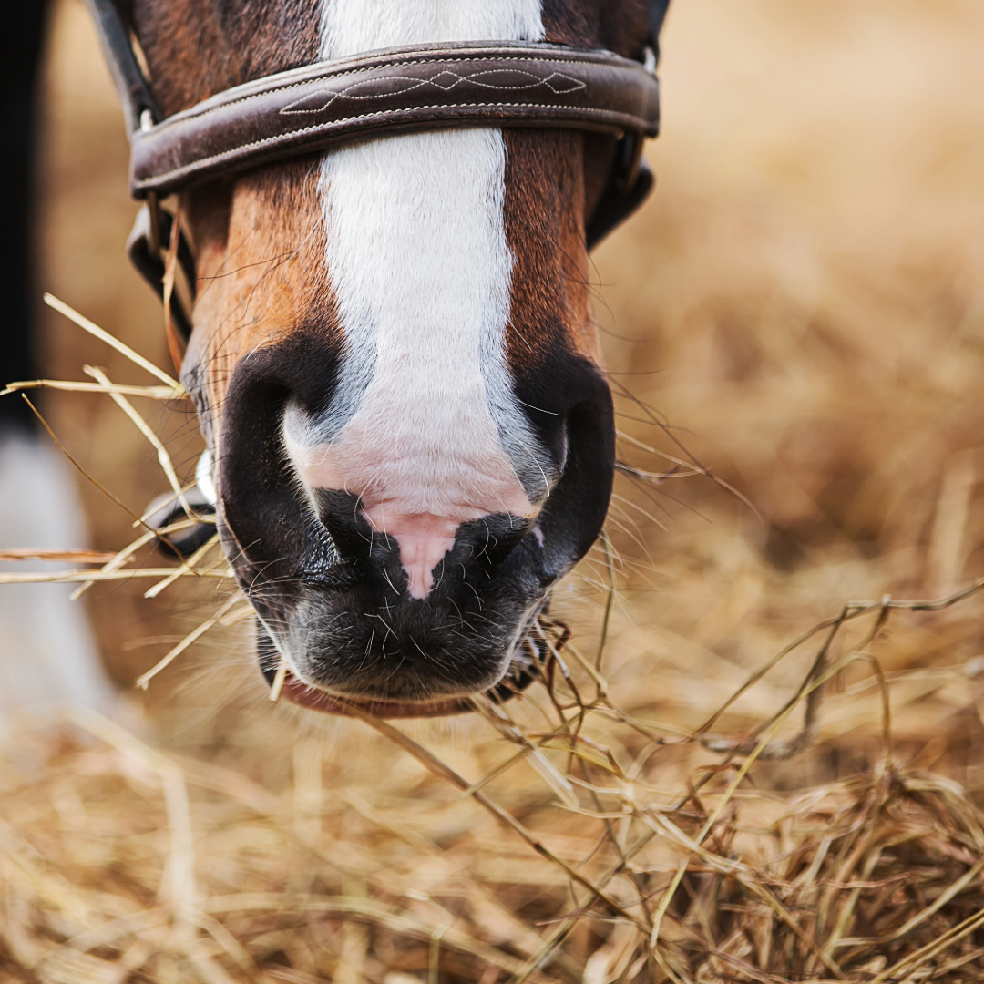 Supplementen voor paarden: heeft je paard dit nodig?