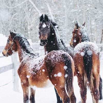 Hoe Bereid Je Je Paard Voor op de Winter