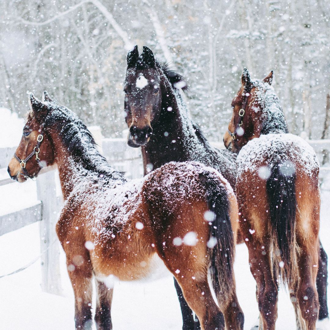 Hoe Bereid Je Je Paard Voor op de Winter