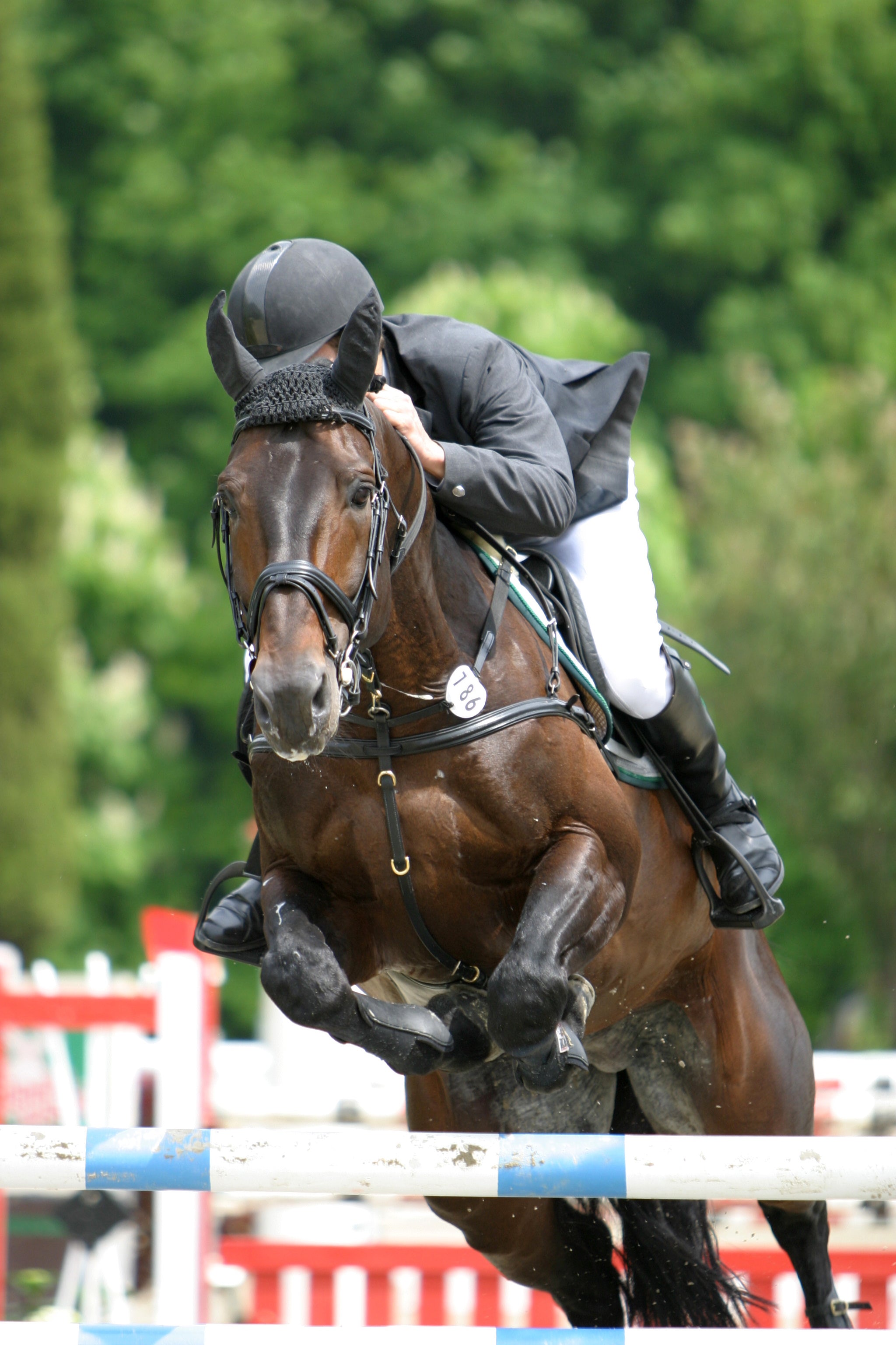 EquiElite GC het ondersteunen van de maag en darm