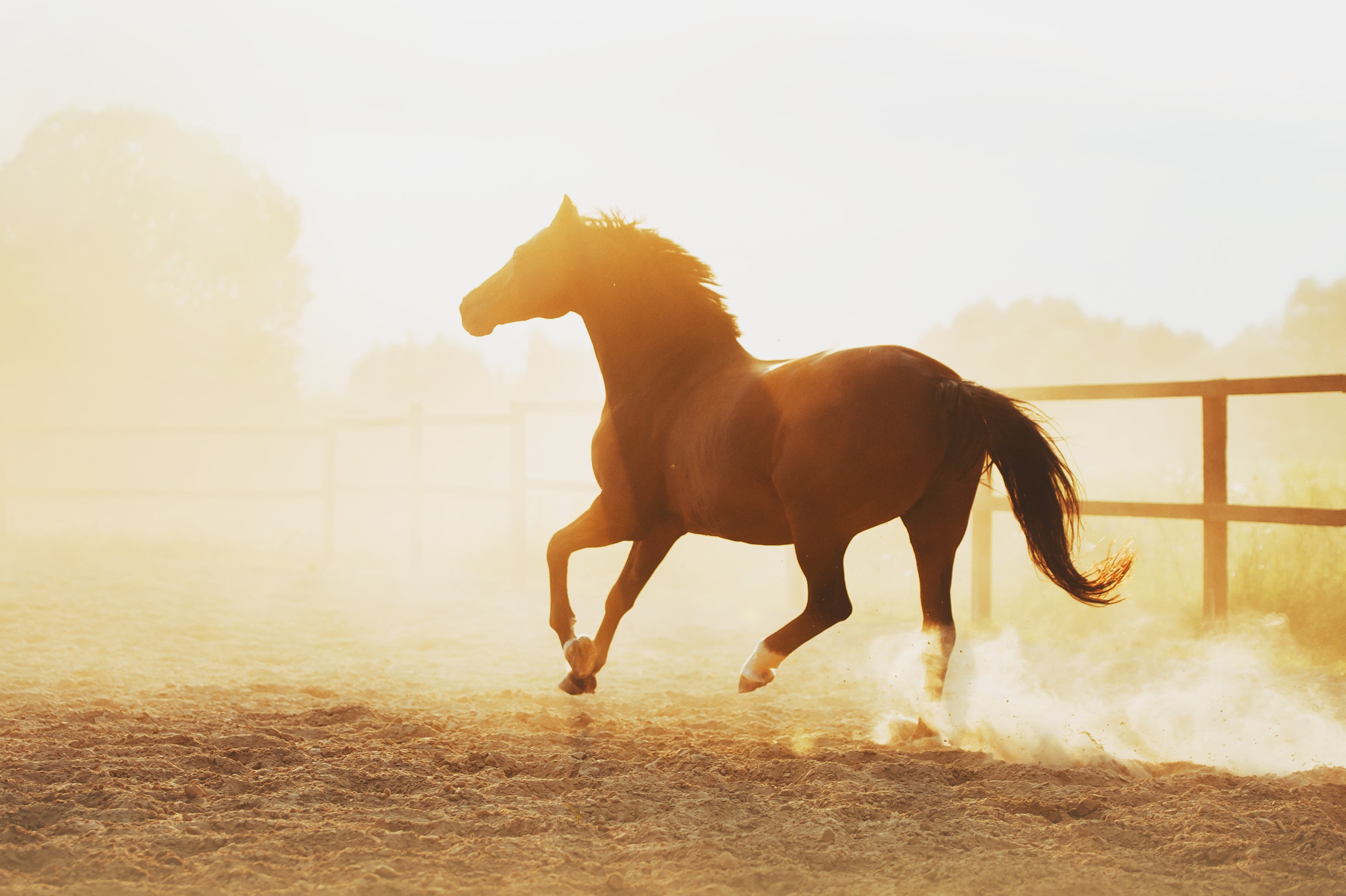 EquiElite_Performance_Horse_Supplement_Product_List